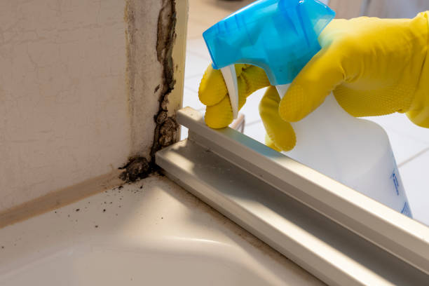 Best Mold Removal Company Near Me  in Millersport, OH