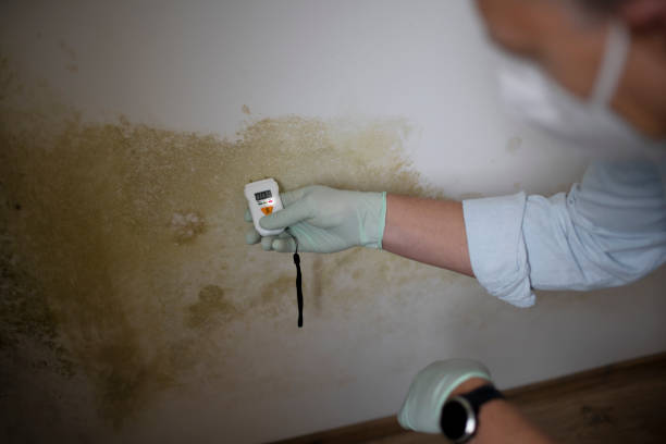 Best Attic Mold Removal  in Millersport, OH