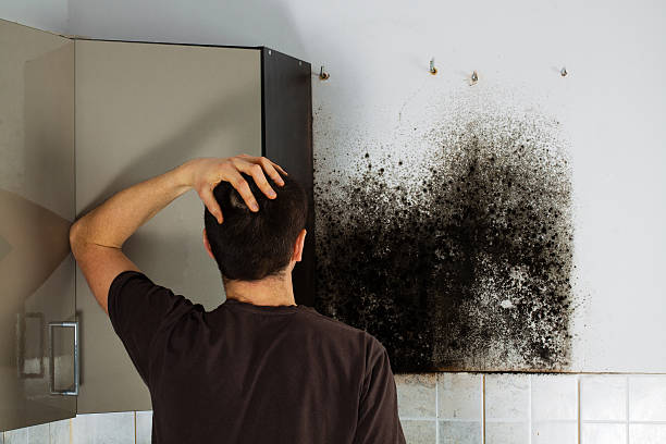 Best Local Mold Removal Service  in Millersport, OH